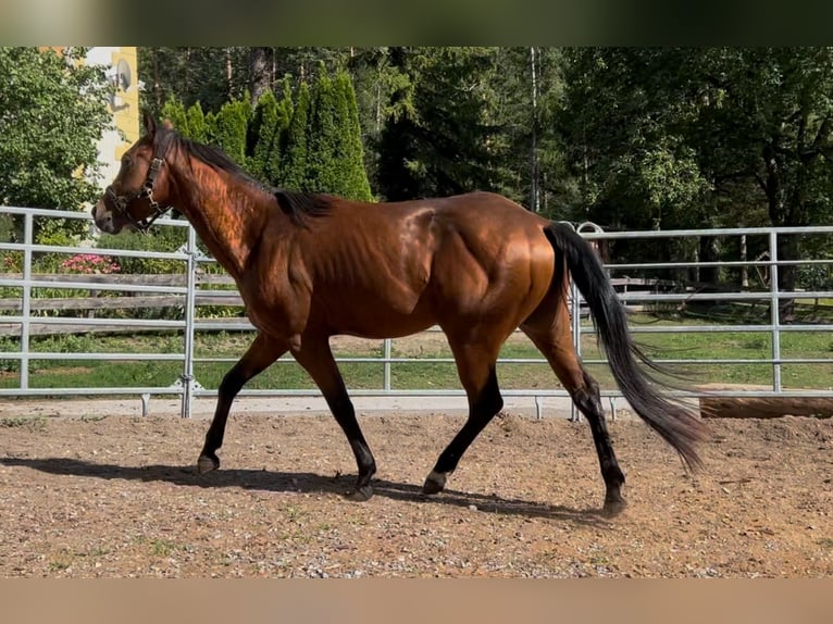 American Quarter Horse Castrone 3 Anni 150 cm Baio in Oberdrauburg