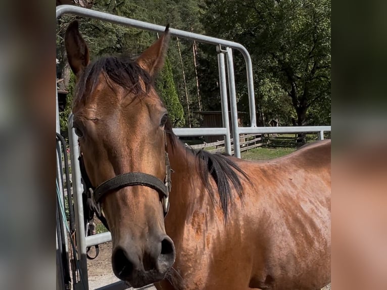 American Quarter Horse Castrone 3 Anni 150 cm Baio in Oberdrauburg