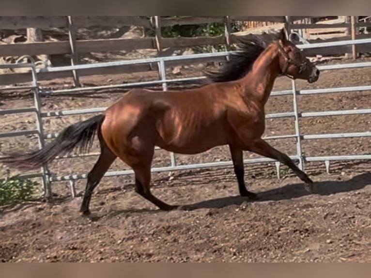 American Quarter Horse Castrone 3 Anni 150 cm Baio in Oberdrauburg