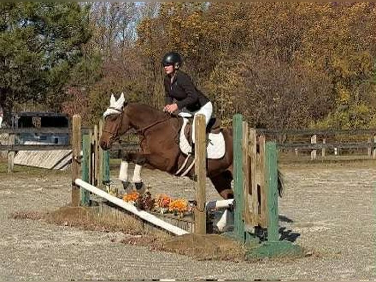 American Quarter Horse Castrone 3 Anni 150 cm Baio ciliegia in New Holland