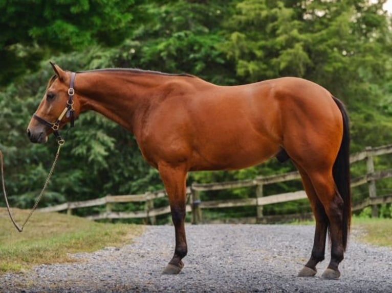 American Quarter Horse Castrone 3 Anni 150 cm Baio ciliegia in New Holland