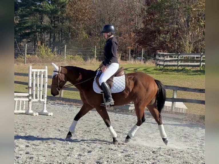 American Quarter Horse Castrone 3 Anni 150 cm Baio ciliegia in New Holland