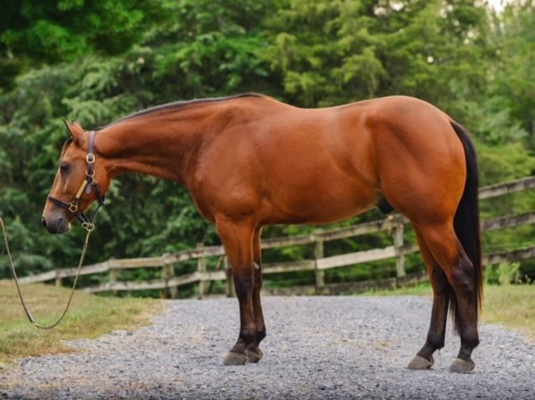 American Quarter Horse Castrone 3 Anni 150 cm Baio ciliegia in New Holland