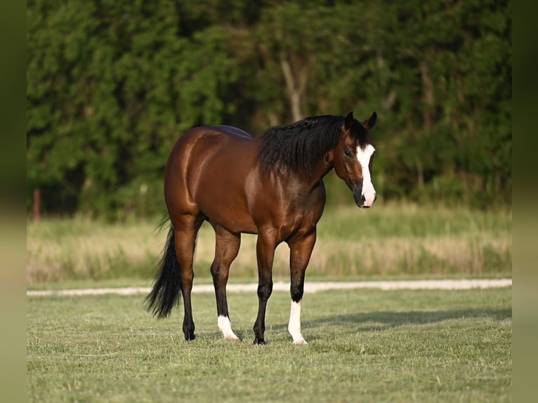 American Quarter Horse Castrone 3 Anni 150 cm Baio ciliegia in Waco