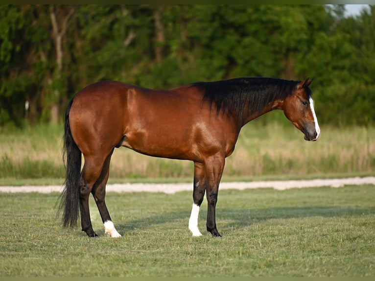 American Quarter Horse Castrone 3 Anni 150 cm Baio ciliegia in Waco