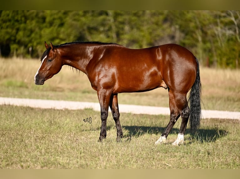 American Quarter Horse Castrone 3 Anni 150 cm Baio ciliegia in Waco, TX