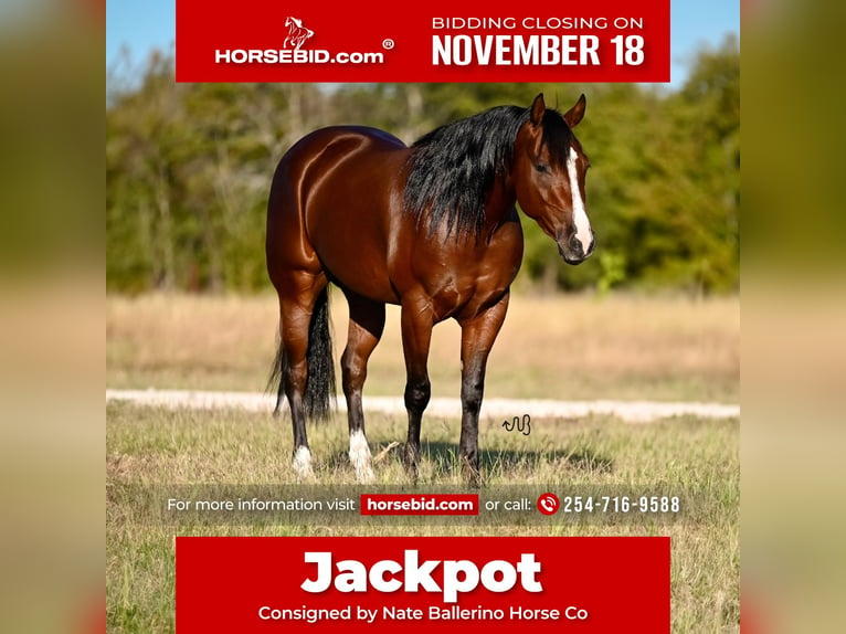 American Quarter Horse Castrone 3 Anni 150 cm Baio ciliegia in Waco, TX