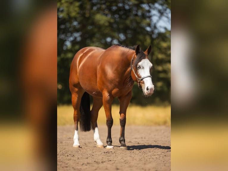 American Quarter Horse Castrone 3 Anni 150 cm Baio in Steyerberg