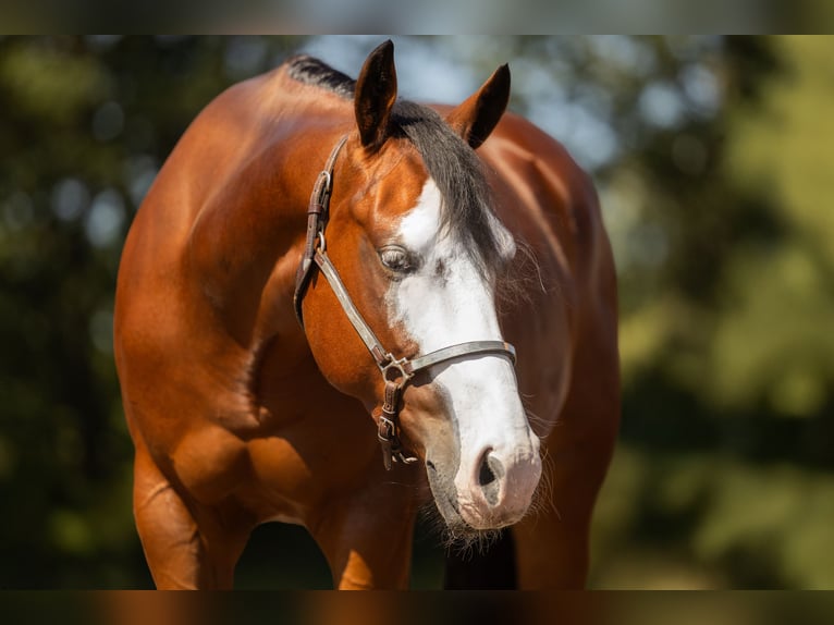 American Quarter Horse Castrone 3 Anni 150 cm Baio in Steyerberg
