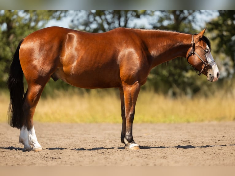 American Quarter Horse Castrone 3 Anni 150 cm Baio in Steyerberg