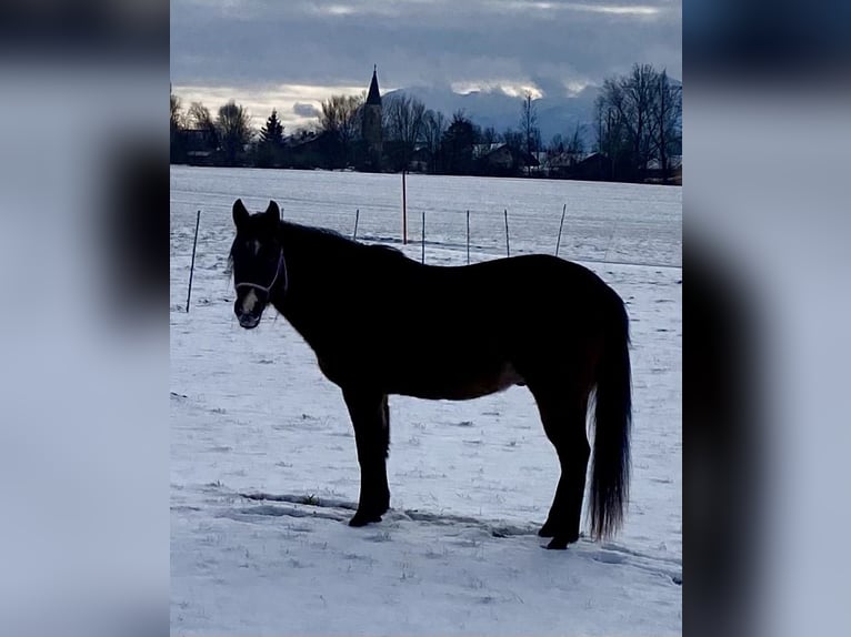 American Quarter Horse Castrone 3 Anni 150 cm Baio scuro in Eglfing