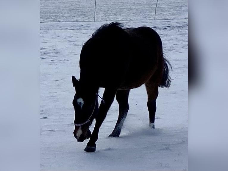 American Quarter Horse Castrone 3 Anni 150 cm Baio scuro in Eglfing