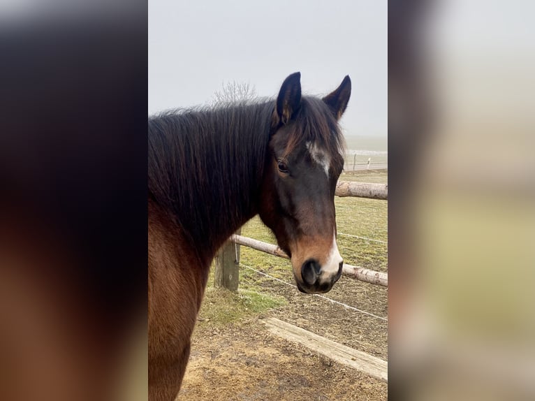 American Quarter Horse Castrone 3 Anni 150 cm Baio scuro in Eglfing