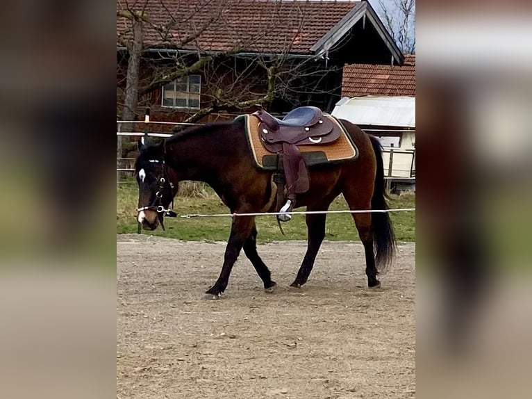 American Quarter Horse Castrone 3 Anni 150 cm Baio scuro in Eglfing