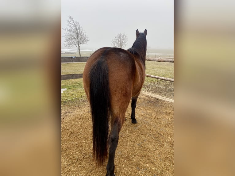 American Quarter Horse Castrone 3 Anni 150 cm Baio scuro in Eglfing
