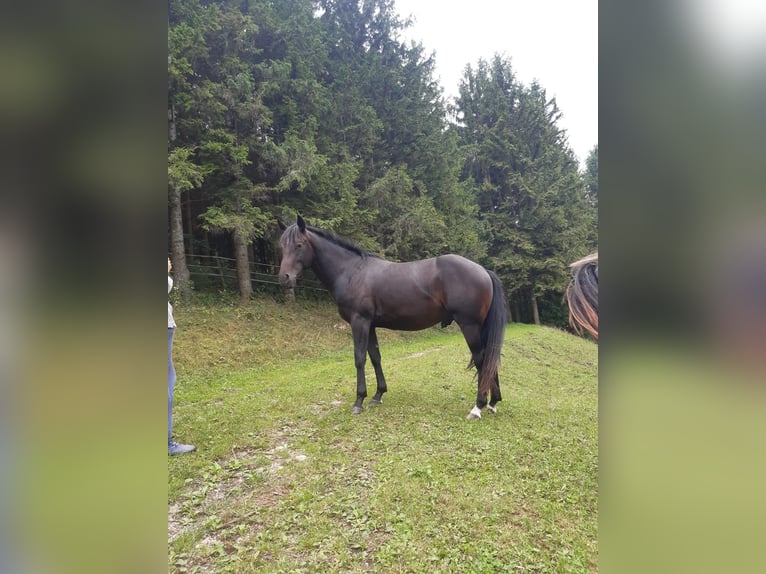American Quarter Horse Castrone 3 Anni 150 cm Baio scuro in Ternberg
