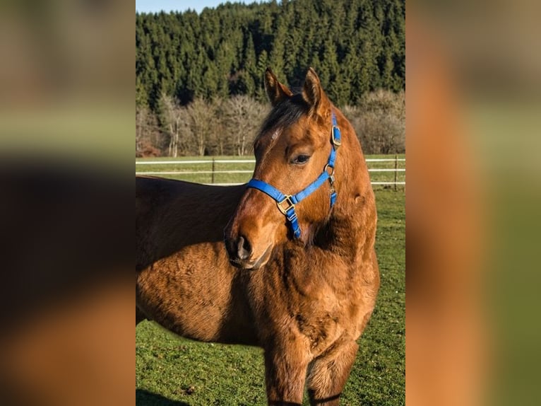 American Quarter Horse Castrone 3 Anni 150 cm  in Dahlem