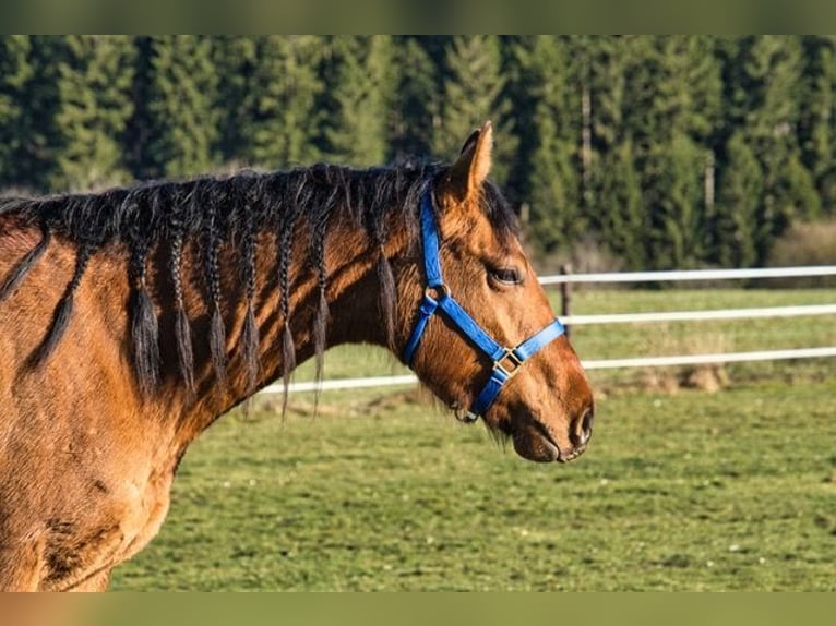 American Quarter Horse Castrone 3 Anni 150 cm  in Dahlem