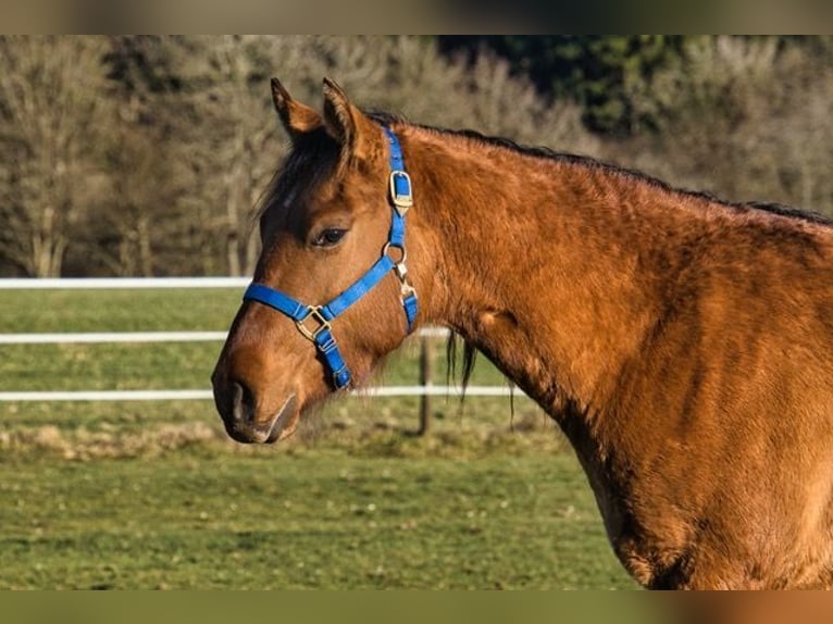 American Quarter Horse Castrone 3 Anni 150 cm  in Dahlem
