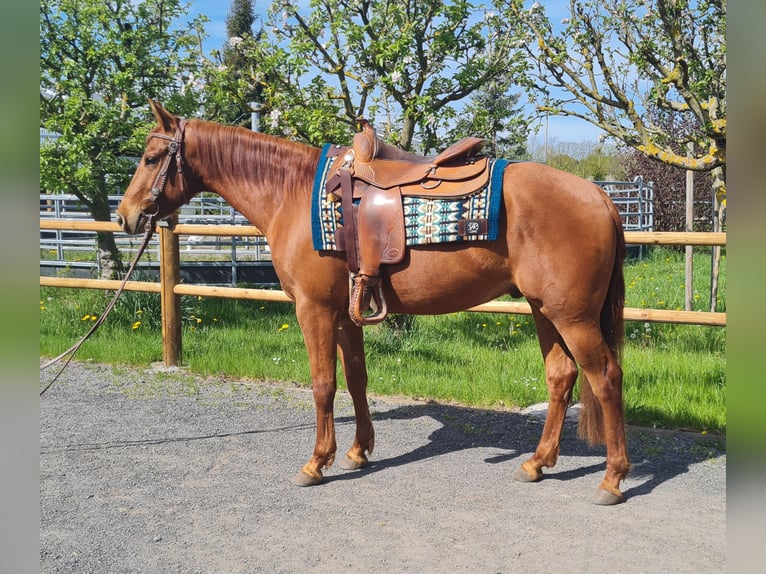 American Quarter Horse Castrone 3 Anni 150 cm  in Harth-Pöllnitz