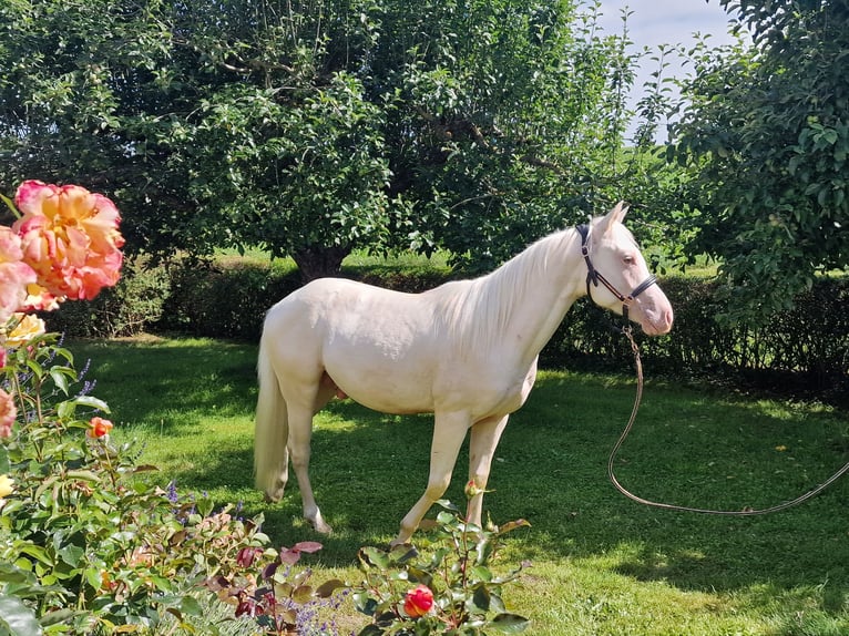 American Quarter Horse Castrone 3 Anni 150 cm Champagne in Au in der Hallertau