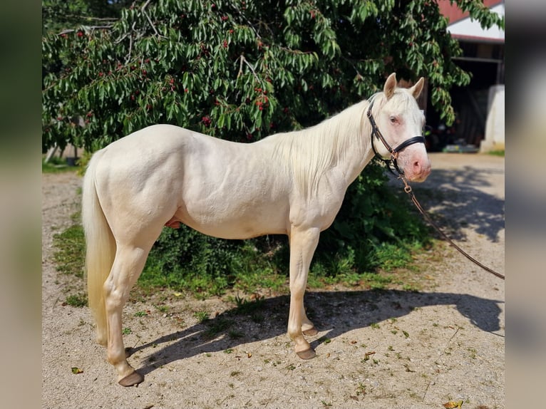 American Quarter Horse Castrone 3 Anni 150 cm Champagne in Au in der Hallertau