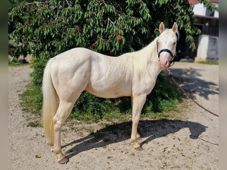 American Quarter Horse Castrone 3 Anni 150 cm Champagne in Au in der Hallertau