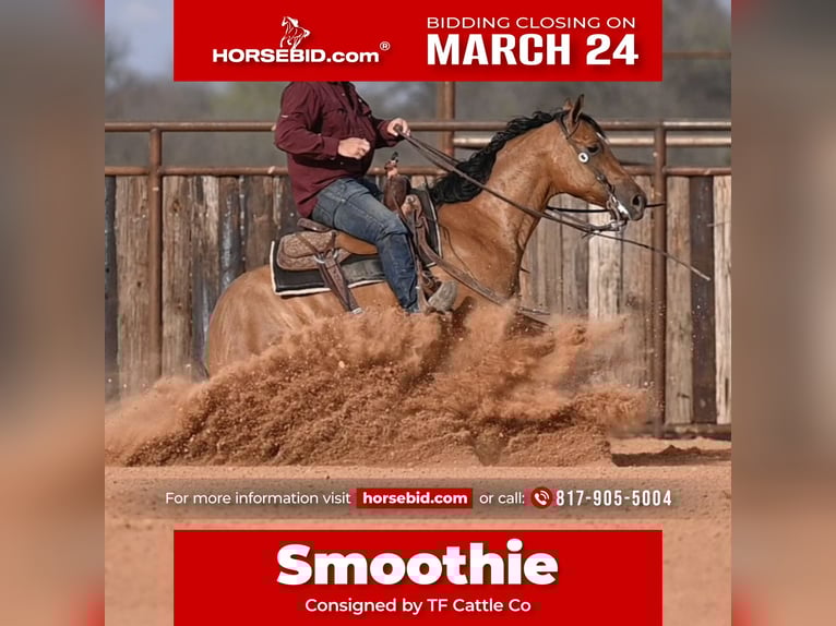 American Quarter Horse Castrone 3 Anni 150 cm Falbo in Waco, TX