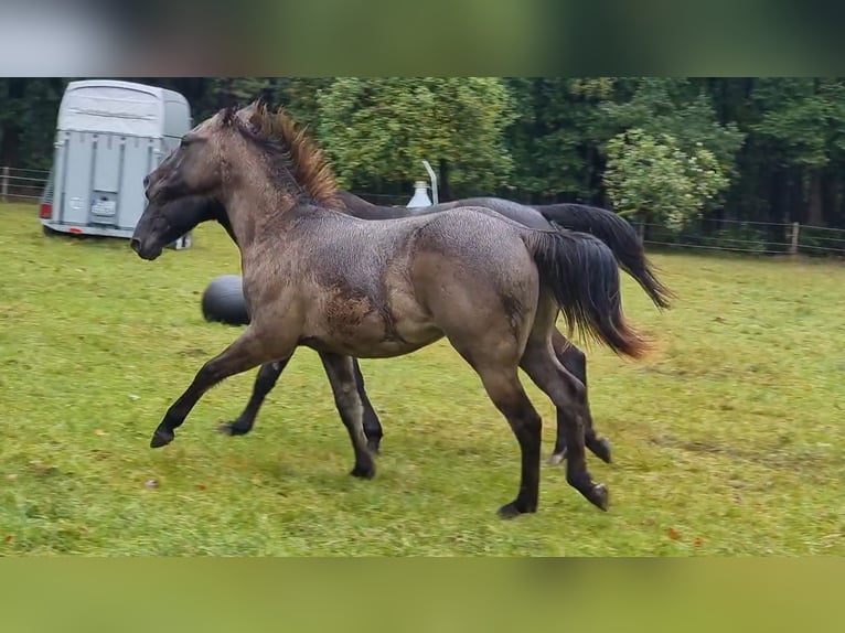 American Quarter Horse Castrone 3 Anni 150 cm Grullo in Scharnhorst