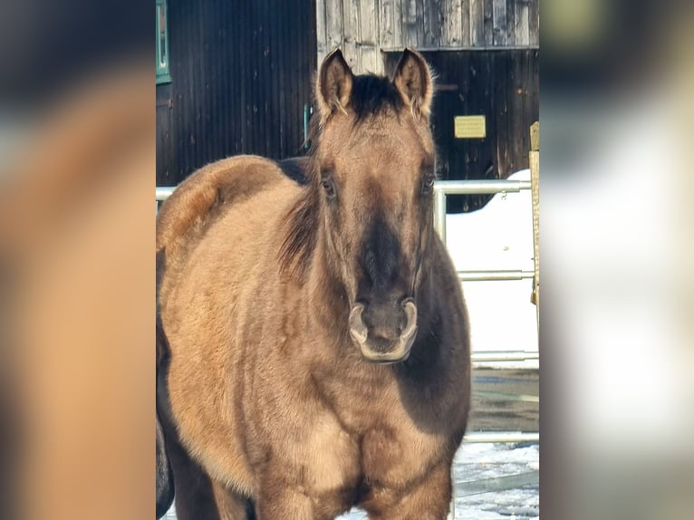American Quarter Horse Castrone 3 Anni 150 cm Grullo in Scharnhorst