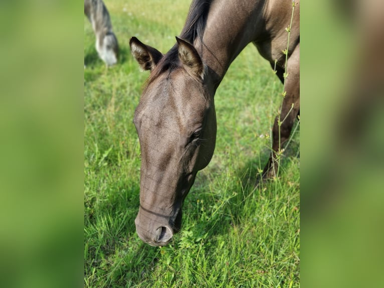 American Quarter Horse Castrone 3 Anni 150 cm Grullo in Scharnhorst