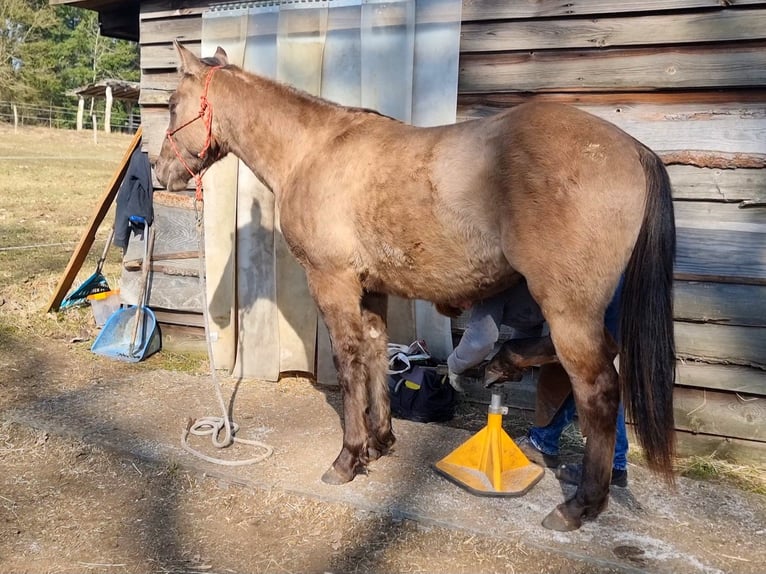 American Quarter Horse Castrone 3 Anni 150 cm Grullo in Scharnhorst