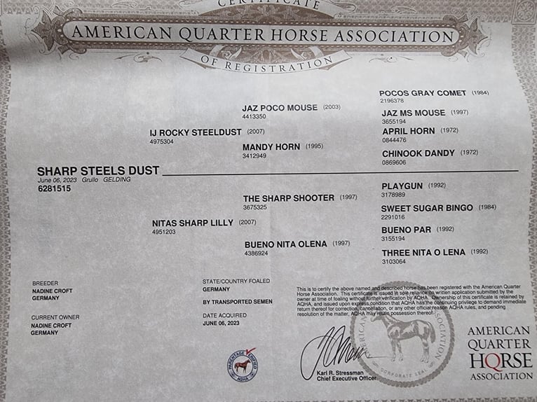 American Quarter Horse Castrone 3 Anni 150 cm Grullo in Scharnhorst