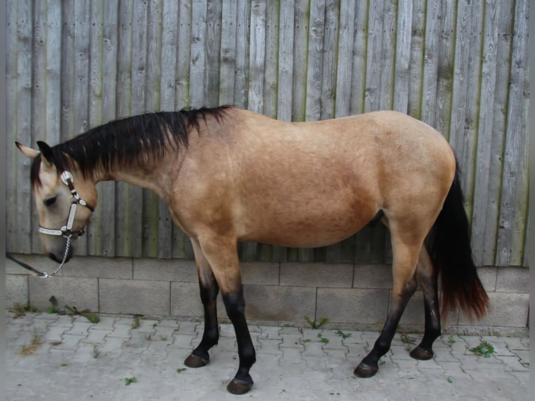 American Quarter Horse Castrone 3 Anni 150 cm in Ludwigsburg
