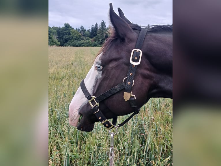 American Quarter Horse Castrone 3 Anni 150 cm Morello in Ulrichstein