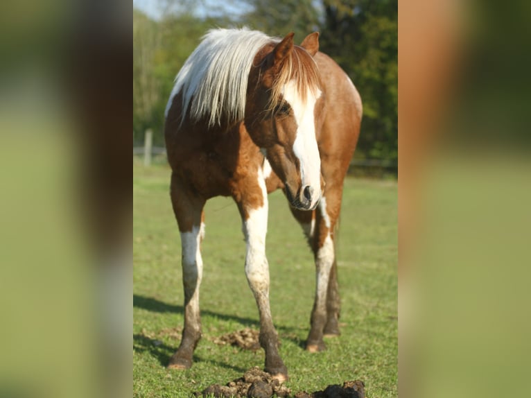 American Quarter Horse Castrone 3 Anni 150 cm Overo-tutti i colori in Dessel