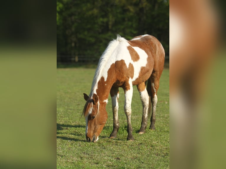 American Quarter Horse Castrone 3 Anni 150 cm Overo-tutti i colori in Dessel