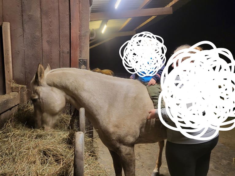 American Quarter Horse Castrone 3 Anni 150 cm Palomino in Neckargemünd