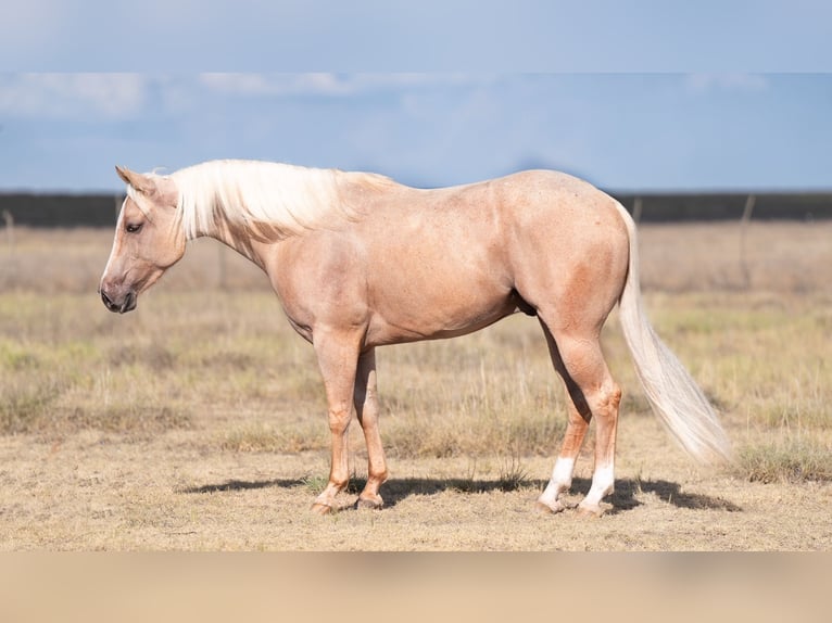 American Quarter Horse Castrone 3 Anni 150 cm Palomino in Waco