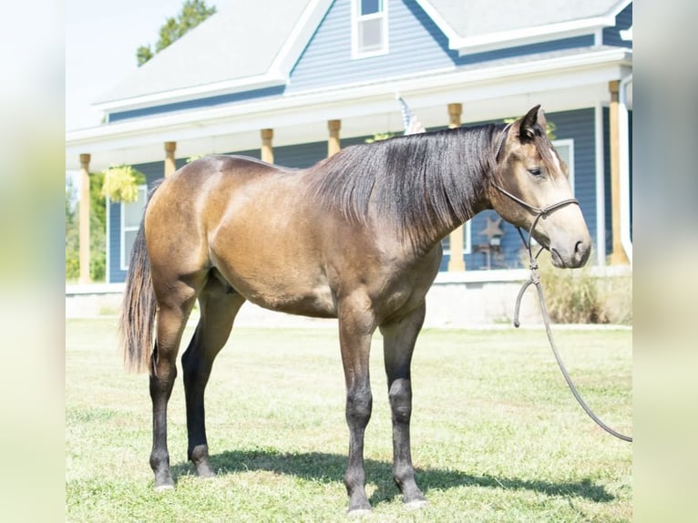 American Quarter Horse Castrone 3 Anni 150 cm Pelle di daino in Greenville KY