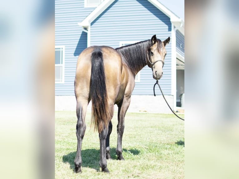 American Quarter Horse Castrone 3 Anni 150 cm Pelle di daino in Greenville KY