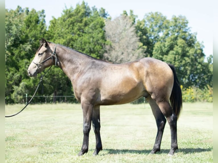 American Quarter Horse Castrone 3 Anni 150 cm Pelle di daino in Greenville KY