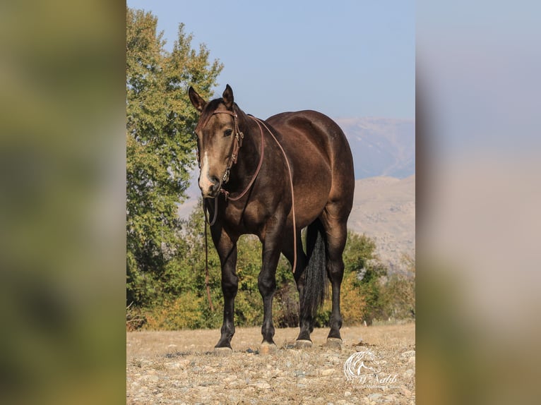 American Quarter Horse Castrone 3 Anni 150 cm Pelle di daino in Cody