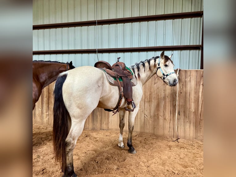 American Quarter Horse Castrone 3 Anni 150 cm Pelle di daino in Weatherford, TX