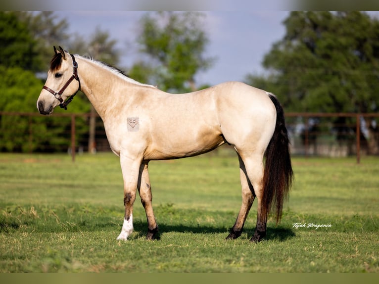 American Quarter Horse Castrone 3 Anni 150 cm Pelle di daino in Weatherford, TX