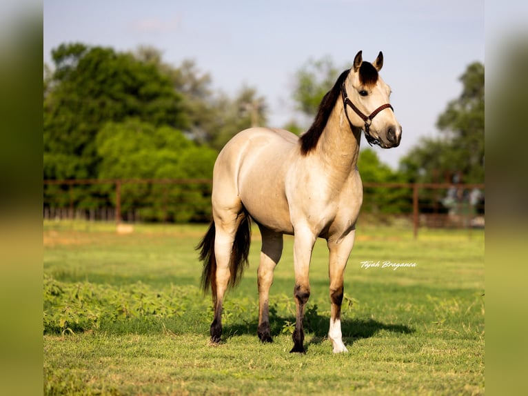 American Quarter Horse Castrone 3 Anni 150 cm Pelle di daino in Weatherford, TX