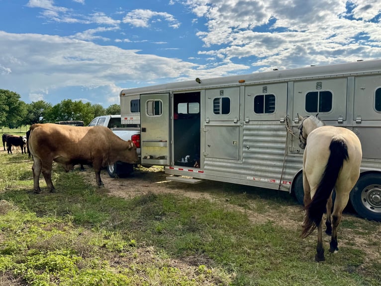 American Quarter Horse Castrone 3 Anni 150 cm Pelle di daino in Weatherford, TX
