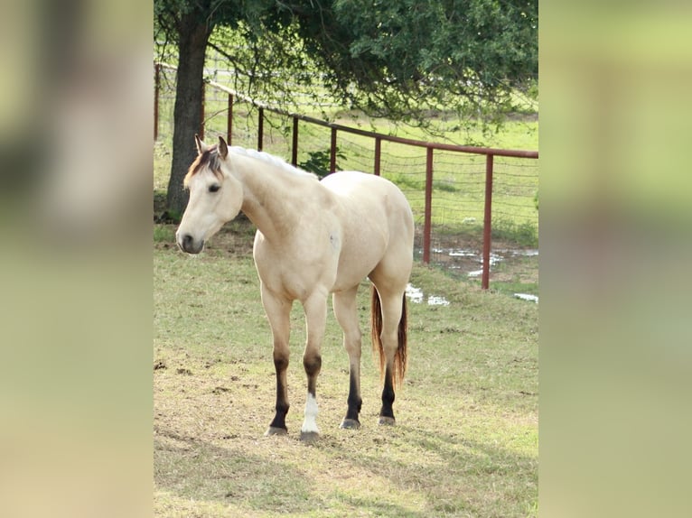 American Quarter Horse Castrone 3 Anni 150 cm Pelle di daino in Weatherford, TX