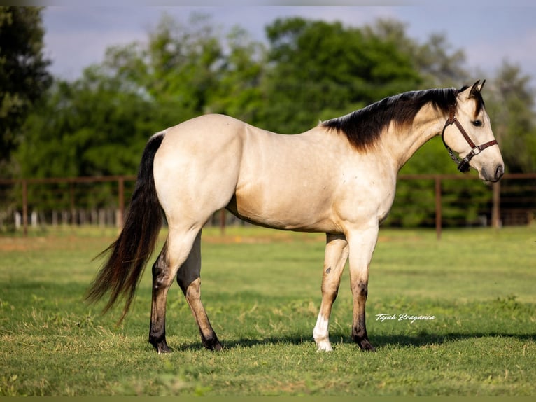 American Quarter Horse Castrone 3 Anni 150 cm Pelle di daino in Weatherford, TX