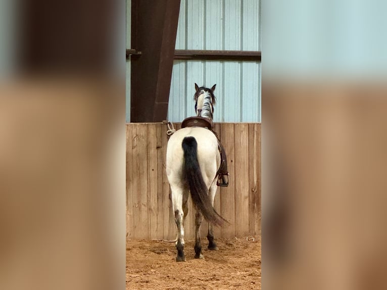American Quarter Horse Castrone 3 Anni 150 cm Pelle di daino in Weatherford, TX